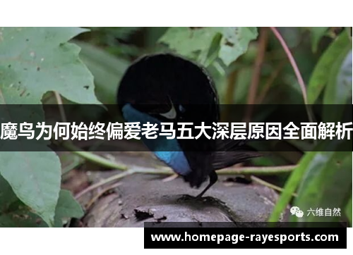 魔鸟为何始终偏爱老马五大深层原因全面解析